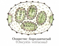 Ооцистис бородавчатый