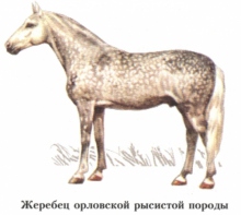 Орловская рысистая порода лошадей