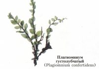 Плагиомниум густозубчатый