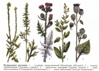 Рудеральные растения
