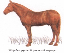 Русская рысистая порода лошадей