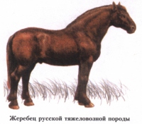 Русская тяжеловозная порода лошадей