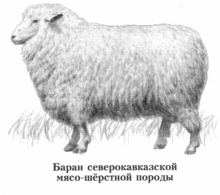 Северокавказская мясо-шёрстная порода овец