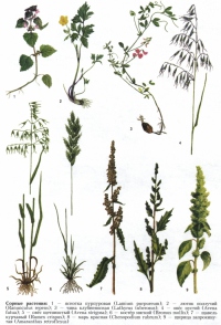 Сорные растения