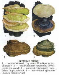Трутовые грибы