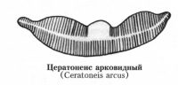 Цератонеис арковидный