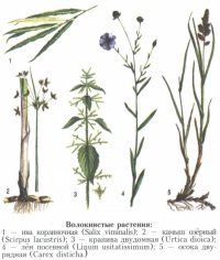 Волокнистые растения