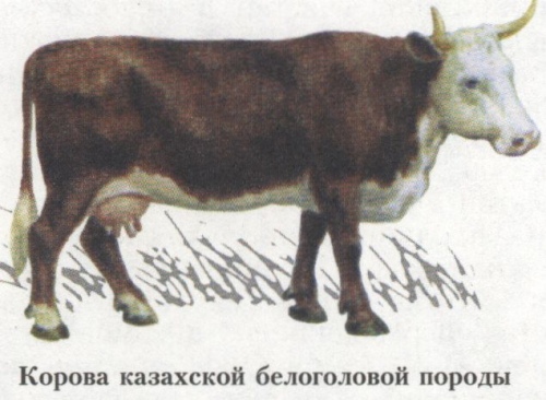 Казахская белоголовая порода