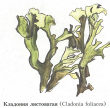 Кладония листоватая
