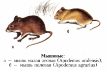 Мышиные